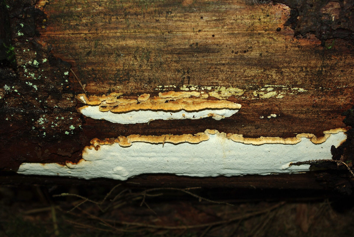 Antrodia_serialis